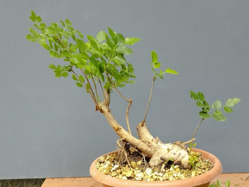 Bonsai frassino robusta - bonsai,