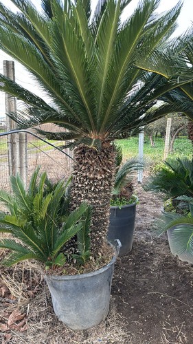 Esemplare cycas revoluta h - esemplare,