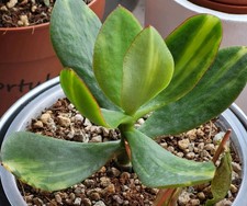 Crassula mariupol variegata - mariupol,
