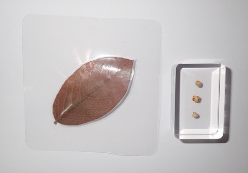 Melograno punica granatum set - melograno,