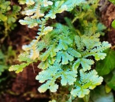 Selaginella Uncinata Varietà