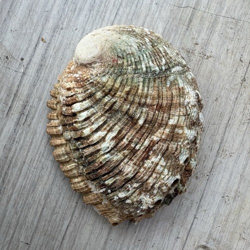 Conchiglia abalone haliotis - conchiglia,