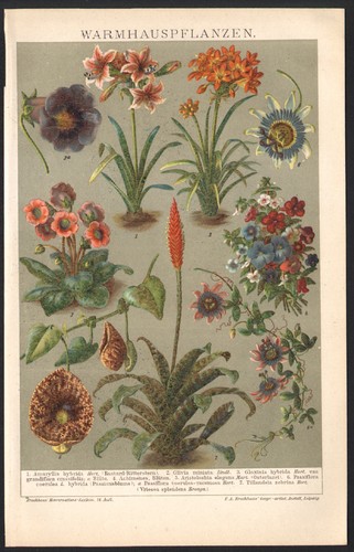 1897 lithographie originale - 1897,