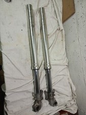 Steli Forcella Anteriore