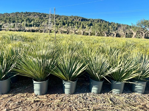 Palma yucca rostrata - palma,