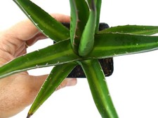 Agave horrida MEDIOPICTA VARIEGATED VARIEGATA no titanota HB023