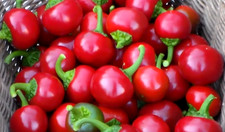 40 semi di peperoncini (tondi