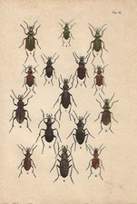 Stampa antica INSETTI