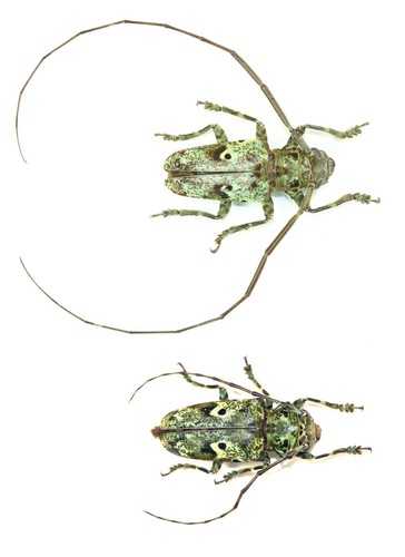 Coleoptera cerambycidae - coleoptera,,