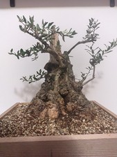 Pre bonsai olivo - vendo, o