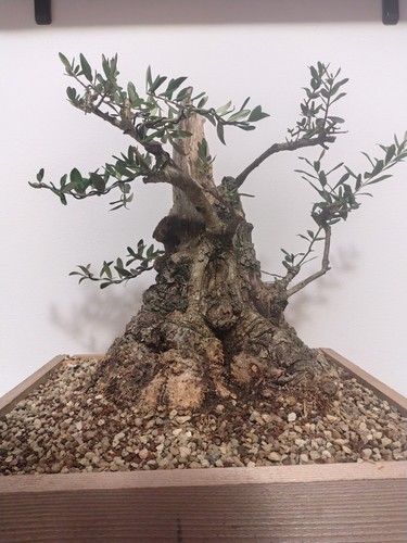 Pre bonsai olivo vendo - olivo, o