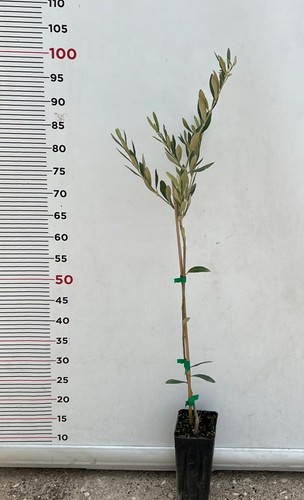 Pianta ulivo dolce - pianta,