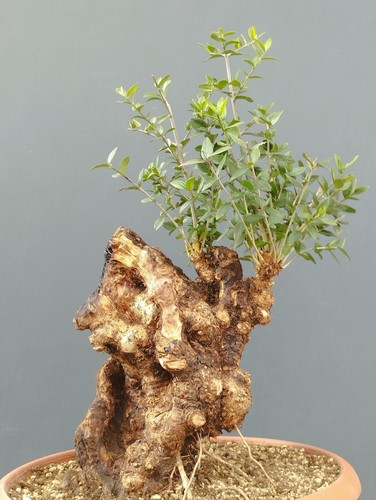 Bonsai olivastro 45x23cm - bonsai,