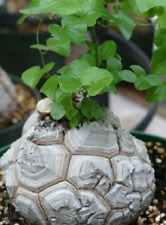 5 Semi Di Dioscorea Elephantipes - Pata Di Elefante - Pianta Caudex Rara