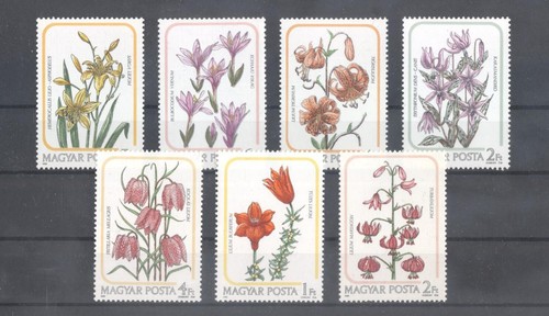 Fiori tulipano - (883066), fiori,