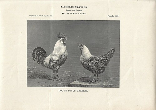 Stampa antica gallo gallina - stampa, e