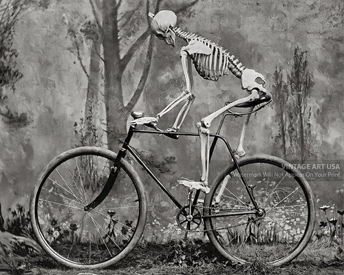 Scheletro bicicletta