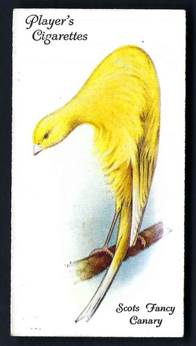 Player aviary and cage birds - and,