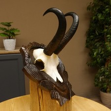 Gamsgeweih Bock Sl 22,9 CM