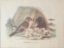 ANTICA STAMPA A COLORI