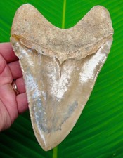 Dente di squalo MEGALODON