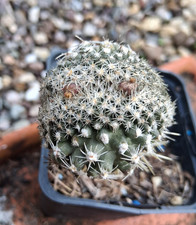 Pediocactus despainii cristata