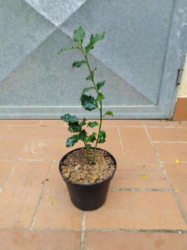 Ilex aquifolium pianta - , di