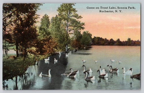 Cartolina geese trout - cartolina, lake