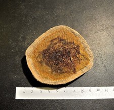 Pesce: Bobasatrania mahavavica
