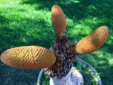 Cycas siamensis 2-3 cm - NO Encefalarthos variegato