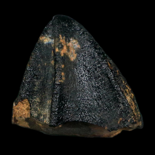 Corona dente fossile
