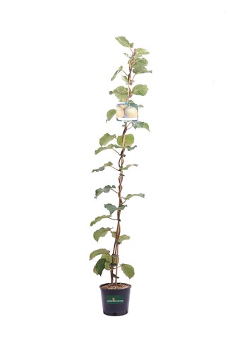 Pianta kiwi albero da - kiwi,