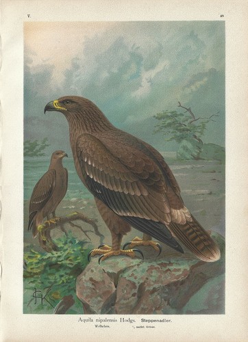 Stampa antica uccelli rapaci - uccelli,