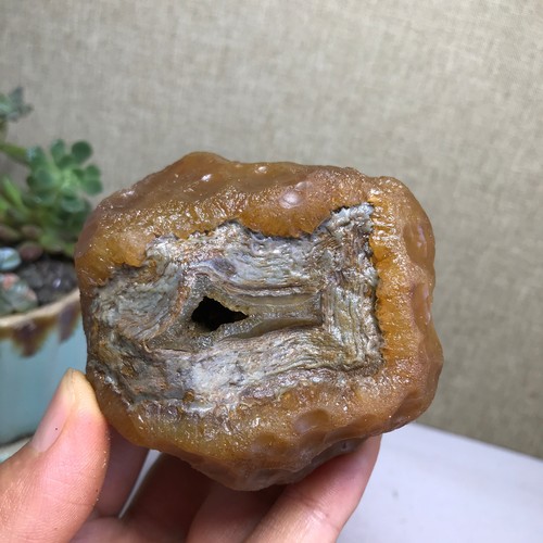 Bonsai naturale 275g - bonsai,