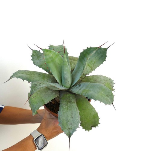 Agave parrasana - x,