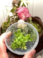 Pinguicula Johanna- Tissue