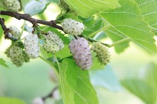 Gelso Bianco "Morus Alba"