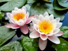 Nymphaea rizoma ninfea - rizoma,