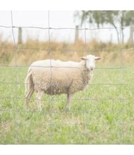 Rete recinzione  per pecore