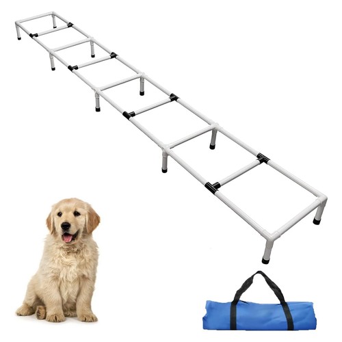 Dogs agility training - dogs,