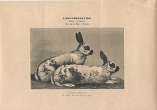 Stampa antica CONIGLIO DI RAZZA INGLESE 1890 Antique print rabbits