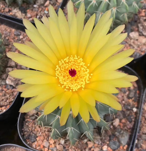 Pianta rara notocactus - pianta,