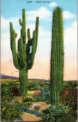 Cartolina epoca cactus - cartolina,