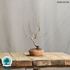 Bonsai Chaenomeles Japonica