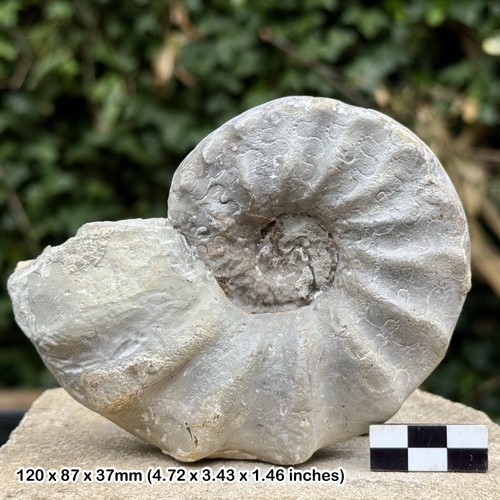 Rare buchiceras fossil - rare,