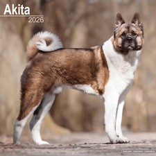 Calendario Akita 2026 | Regalo