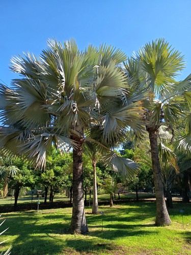 Bismarckia nobilis - bismarckia,