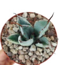 Agave parryi cv 'BLUE