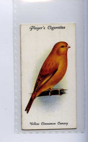 John players aviary - (jh9547),