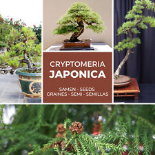 Cedro giapponese - abete